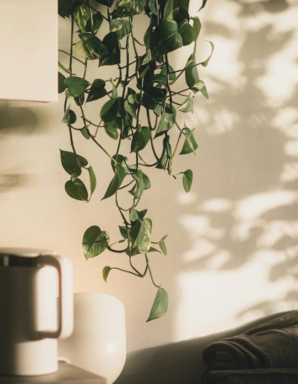 A trailing plant casting soft shadows on a sunlit wall