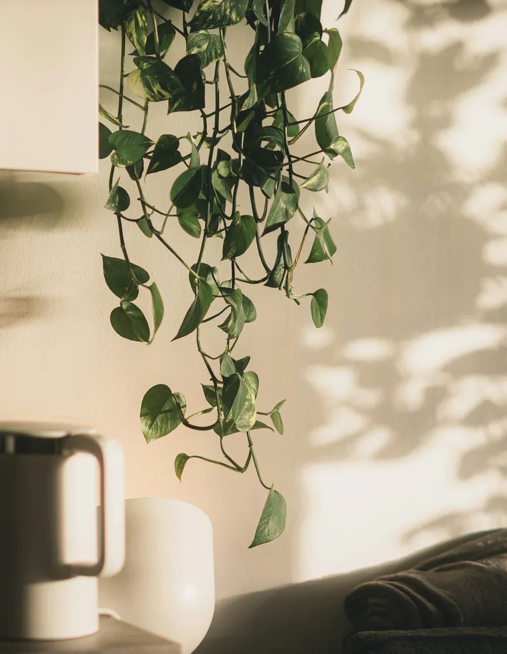 A trailing plant casting soft shadows on a sunlit wall
